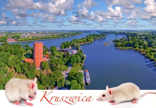 Kruszwica