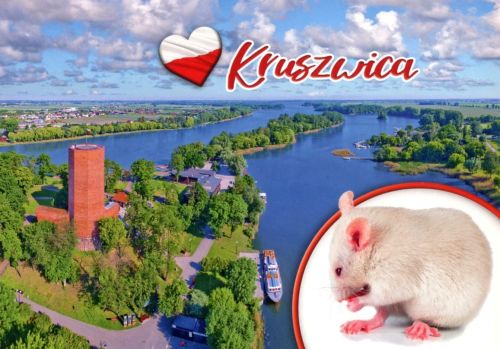 Kruszwica