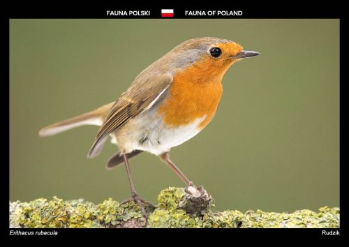 Fauna Polski: Rudzik
