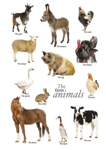 Zwierzęta hodowlane