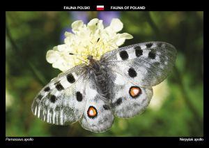 Fauna Polski: Niepylak apollo