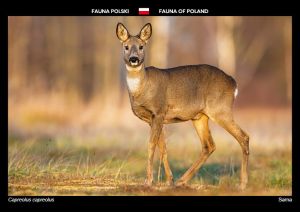 Fauna Polski: Sarna