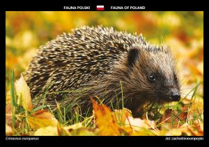 Fauna Polski: Jeż zachodnioeuropejski