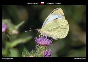 Fauna Polski: Bielinek kapustnik