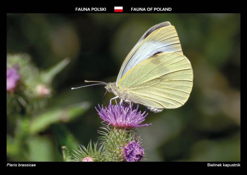 Fauna Polski: Bielinek kapustnik