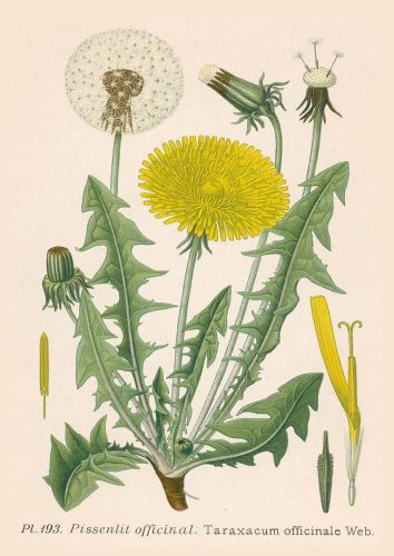 Taraxacum officinale - Mniszek pospolity
