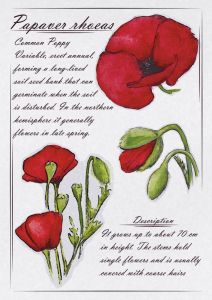 Papaver rhoeas - Mak polny