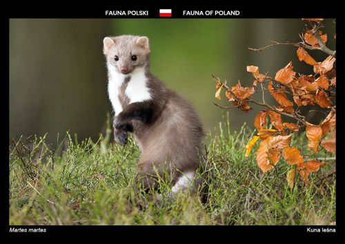 Fauna Polski: Kuna leśna