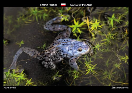 Fauna Polski: Żaba moczarowa