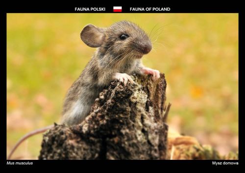 Fauna Polski: Mysz domowa