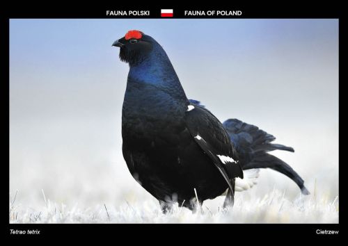 Fauna Polski: Cietrzew
