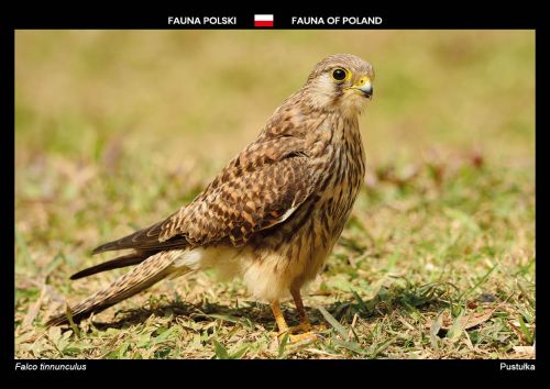 Fauna Polski: Pustułka