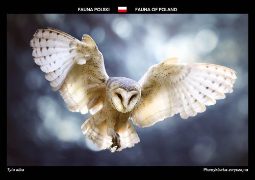 Fauna Polski: Płomykówka zwyczajna