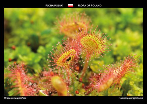 Flora Polski: Rosiczka okrągłolistna