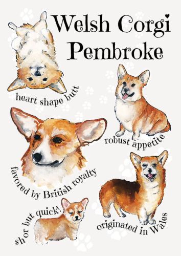 Rasy psów - Welsh Corgi Pembroke