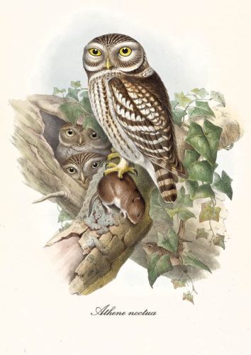 Athene noctua - Pójdźka zwyczajna