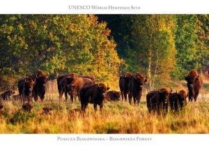 UNESCO WHS: Puszcza Białowieska