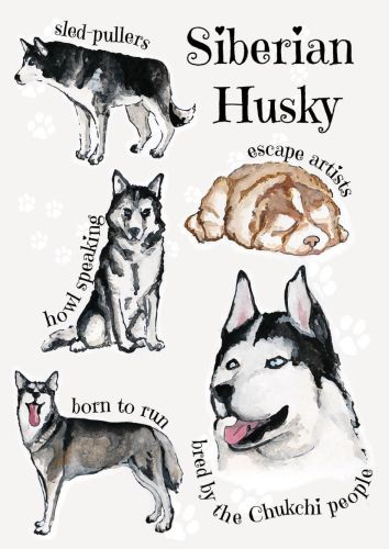 Rasy psów - Siberian Husky