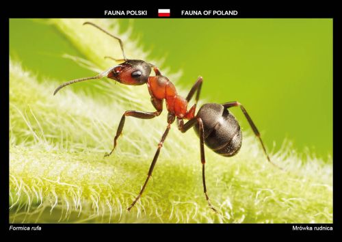 Fauna Polski: Mrówka rudnica