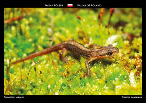 Fauna Polski: Traszka zwyczajna