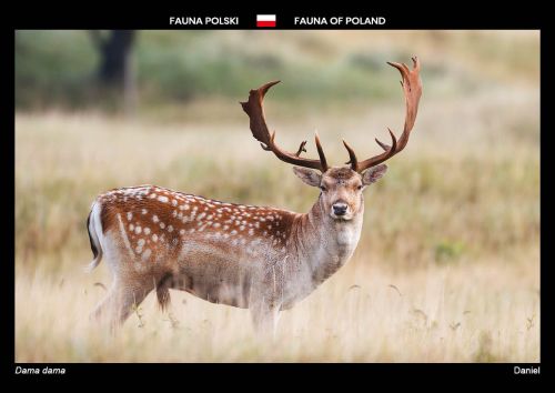 Fauna Polski: Daniel
