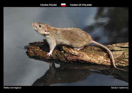 Fauna Polski: Szczur wędrowny