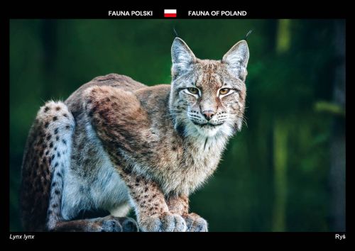 Fauna Polski: Ryś
