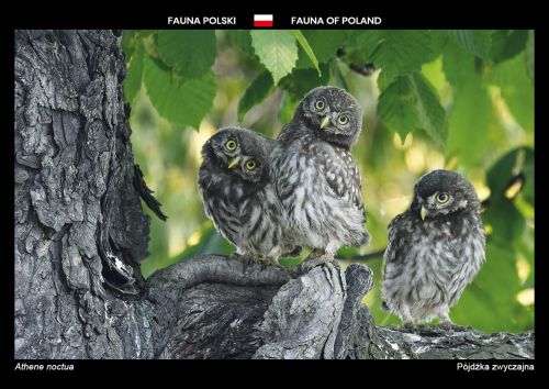Fauna Polski: Pójdźka zwyczajna