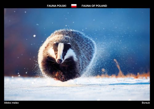 Fauna Polski: Borsuk