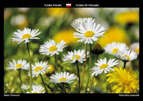 Flora Polski: Stokrotka pospolita