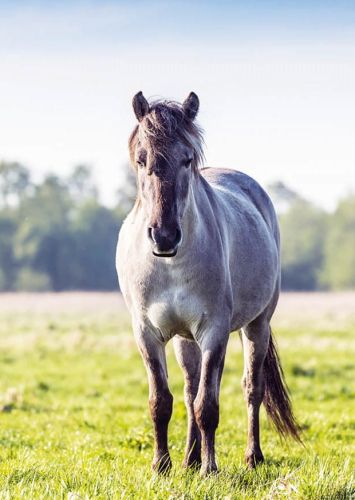 Konik Polski