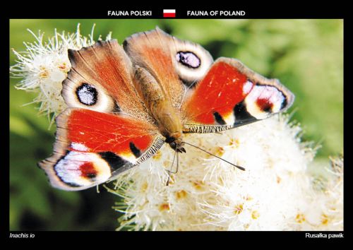 Fauna Polski: Rusałka pawik