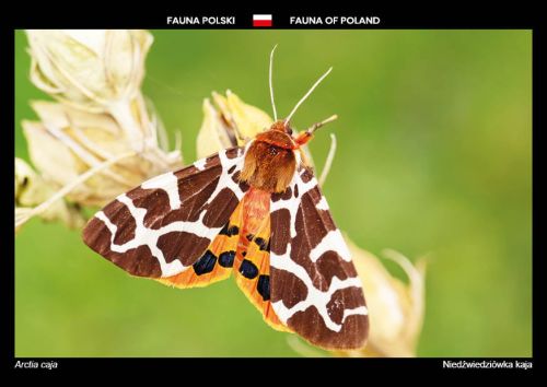 Fauna Polski: Niedźwiedziówka kaja