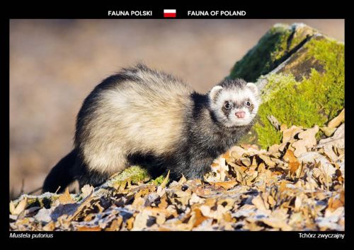 Fauna Polski: Tchórz zwyczajny