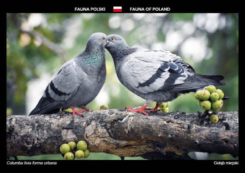 Fauna Polski: Gołąb miejski