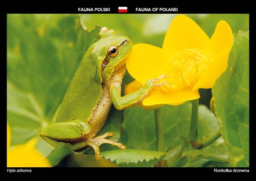 Fauna Polski: Rzekotka drzewna