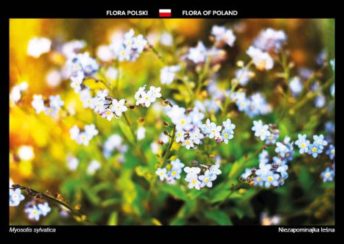 Flora Polski: Niezapominajka leśna