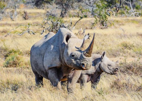 Zagrożone zwierzęta: Nosorożec czarny