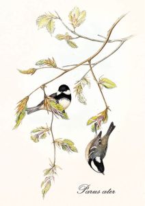 Periparus ater - Sosnówka