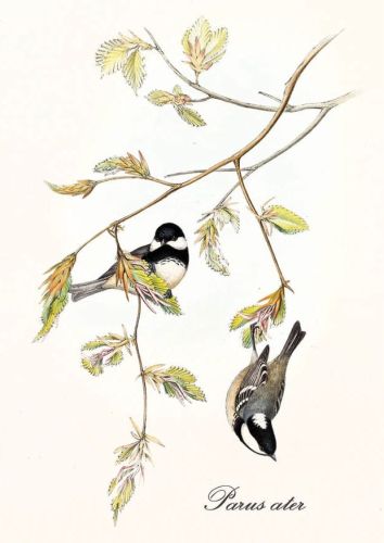 Periparus ater - Sosnówka
