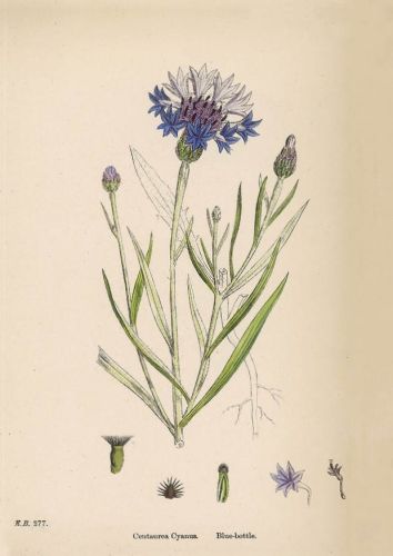 Centaurea Cyanus - Chaber bławatek
