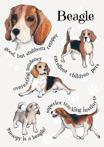 Rasy psów - Beagle