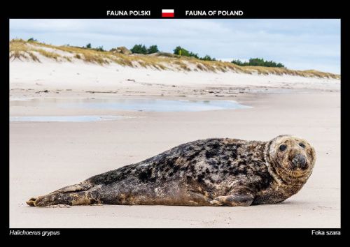 Fauna Polski: Foka szara