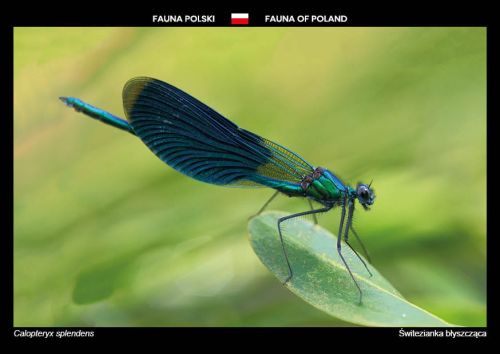 Fauna Polski: Świtezianka błyszcząca