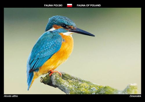 Fauna Polski: Zimorodek