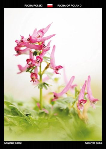 Flora Polski: Kokorycz pełna