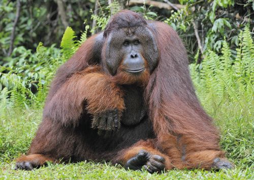 Zagrożone zwierzęta: Orangutan borneański