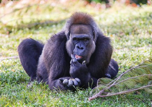 Zagrożone zwierzęta: Goryl Cross River