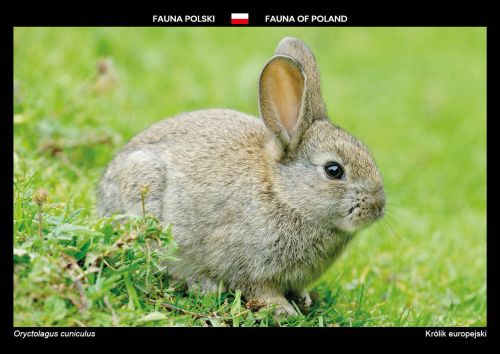 Fauna Polski: Królik europejski