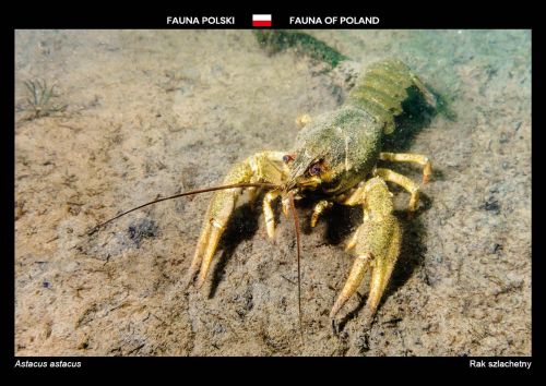Fauna Polski: Rak szlachetny